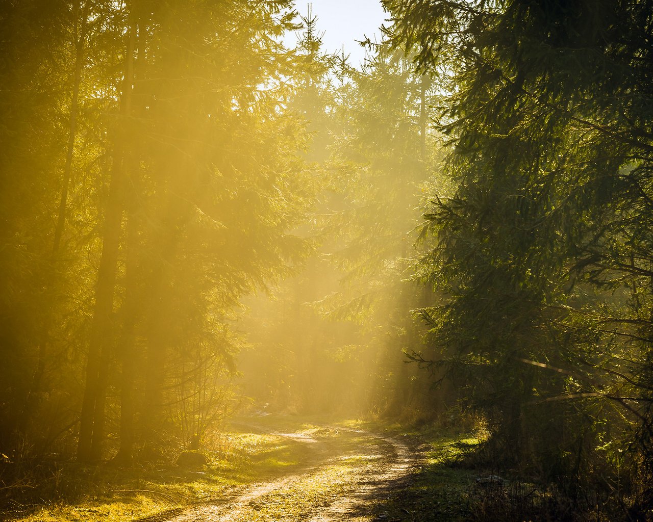 Обои дорога, деревья, лес, утро, туман, road, trees, forest, morning, fog разрешение 1920x1200 Загрузить