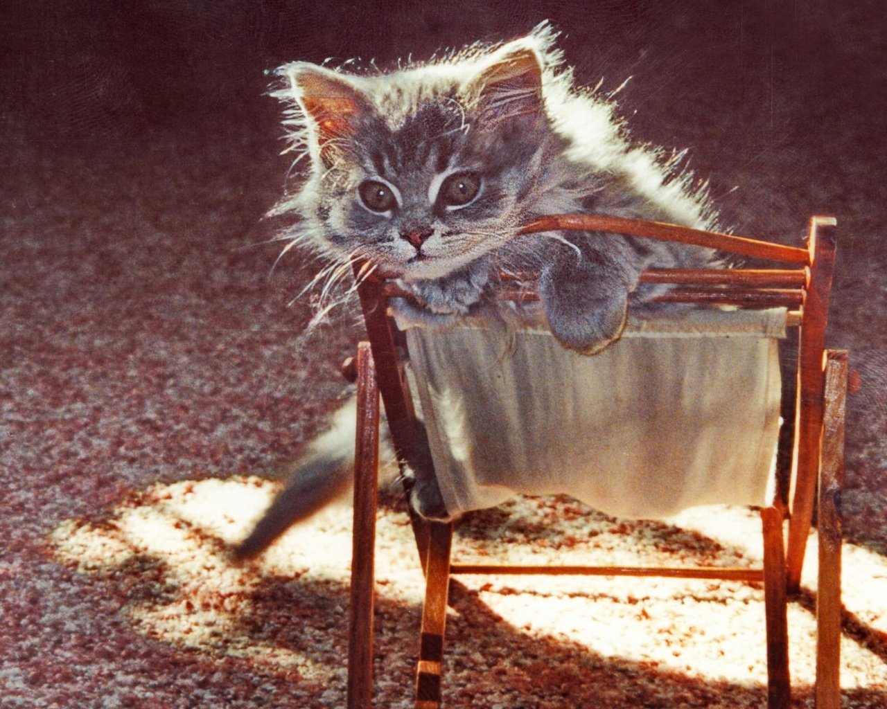 Обои кот, мордочка, усы, кошка, взгляд, котенок, стульчик, cat, muzzle, mustache, look, kitty, chair разрешение 1920x1200 Загрузить