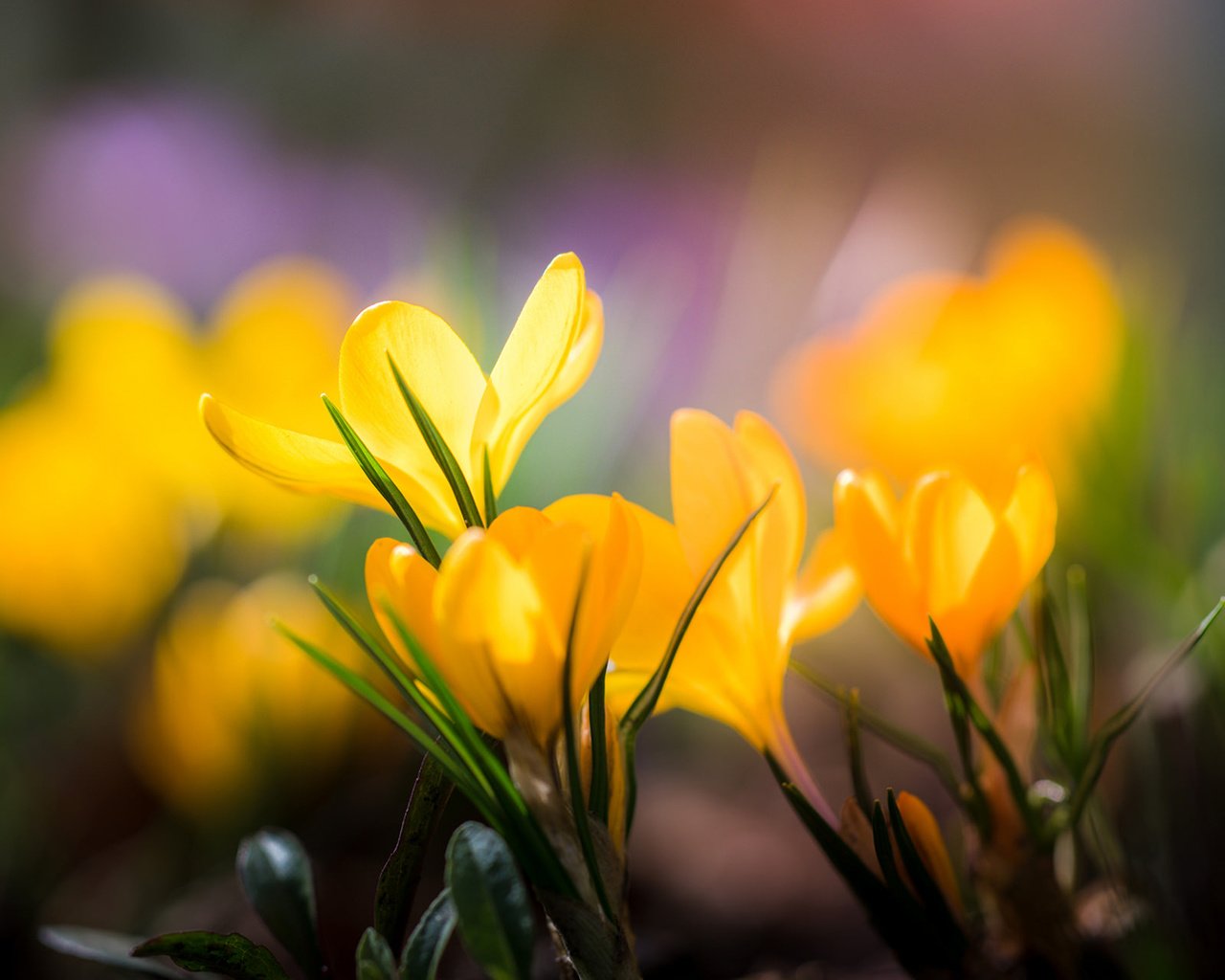 Обои цветы, лепестки, размытость, весна, желтые, крокусы, flowers, petals, blur, spring, yellow, crocuses разрешение 1920x1200 Загрузить