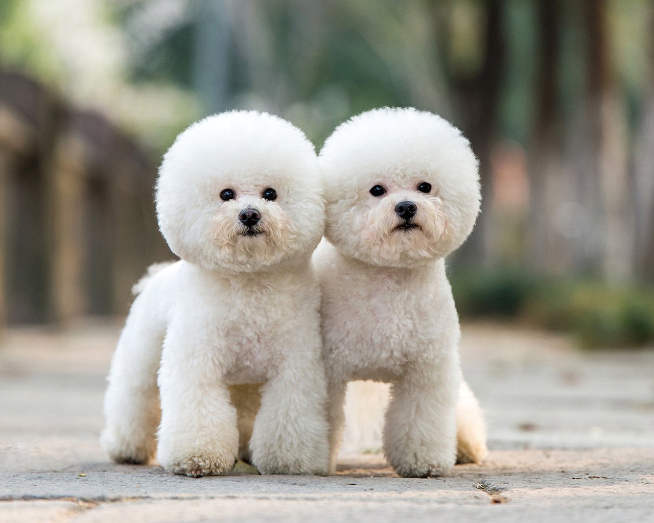 Обои взгляд, пудель, собаки, мордочки, бишон фризе, look, poodle, dogs, faces, bichon frise разрешение 1920x1200 Загрузить