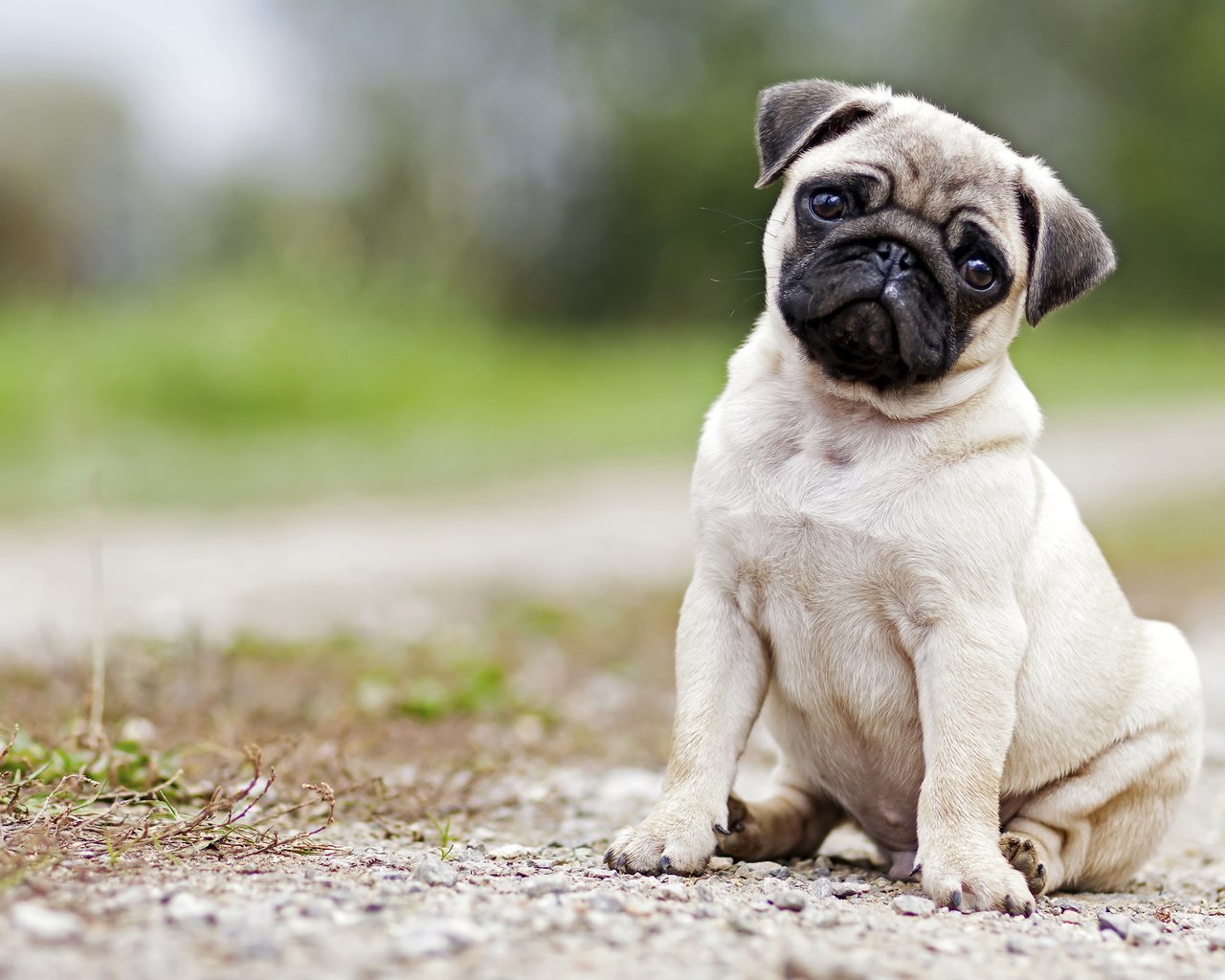 Обои мордочка, взгляд, собака, щенок, мопс, muzzle, look, dog, puppy, pug разрешение 3840x2400 Загрузить