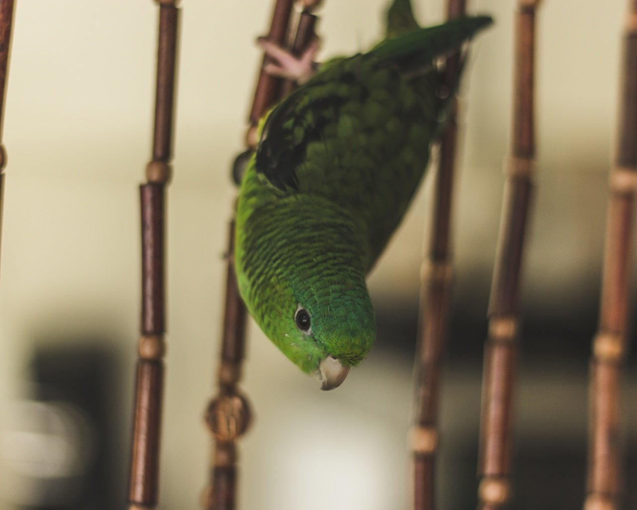 Обои зелёный, птица, клетка, попугай, green, bird, cell, parrot разрешение 5184x3456 Загрузить