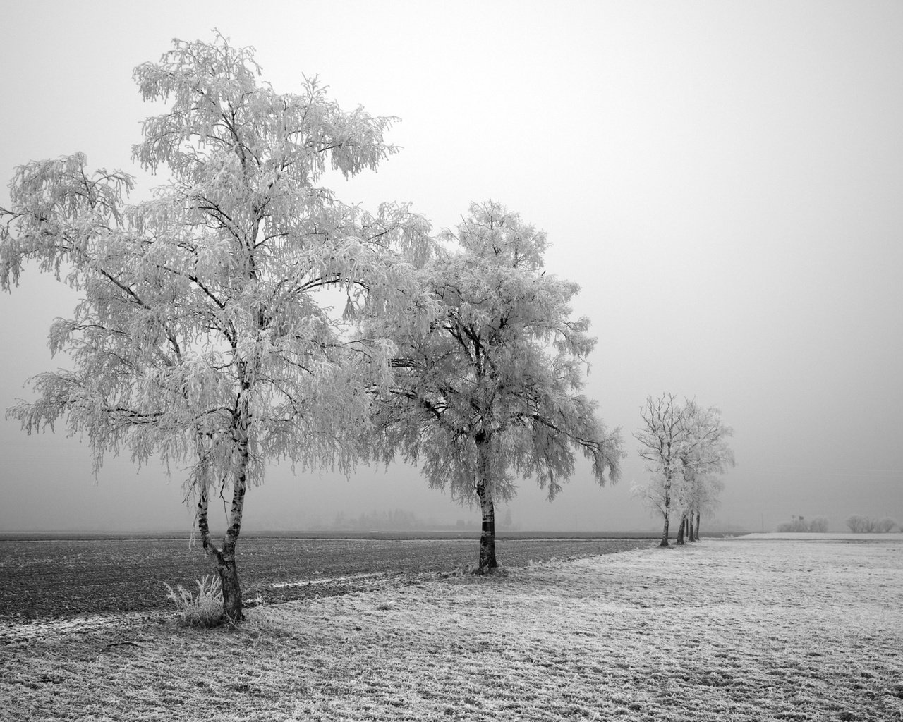 Обои дорога, деревья, снег, зима, поле, березы, иней, road, trees, snow, winter, field, birch, frost разрешение 1920x1200 Загрузить