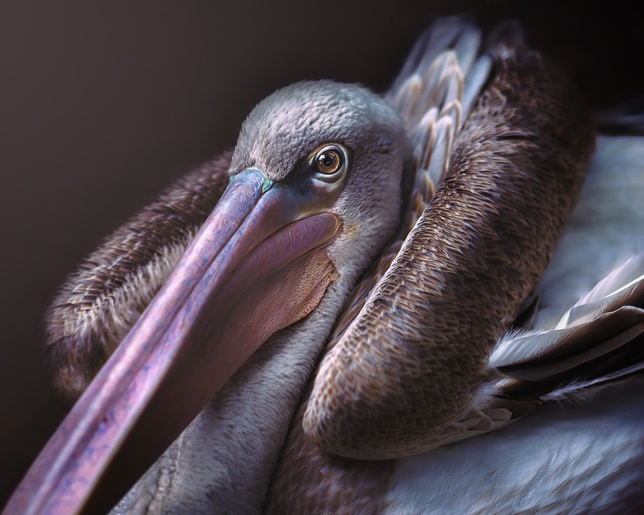 Обои птица, клюв, пеликан, bird, beak, pelican разрешение 2560x1920 Загрузить