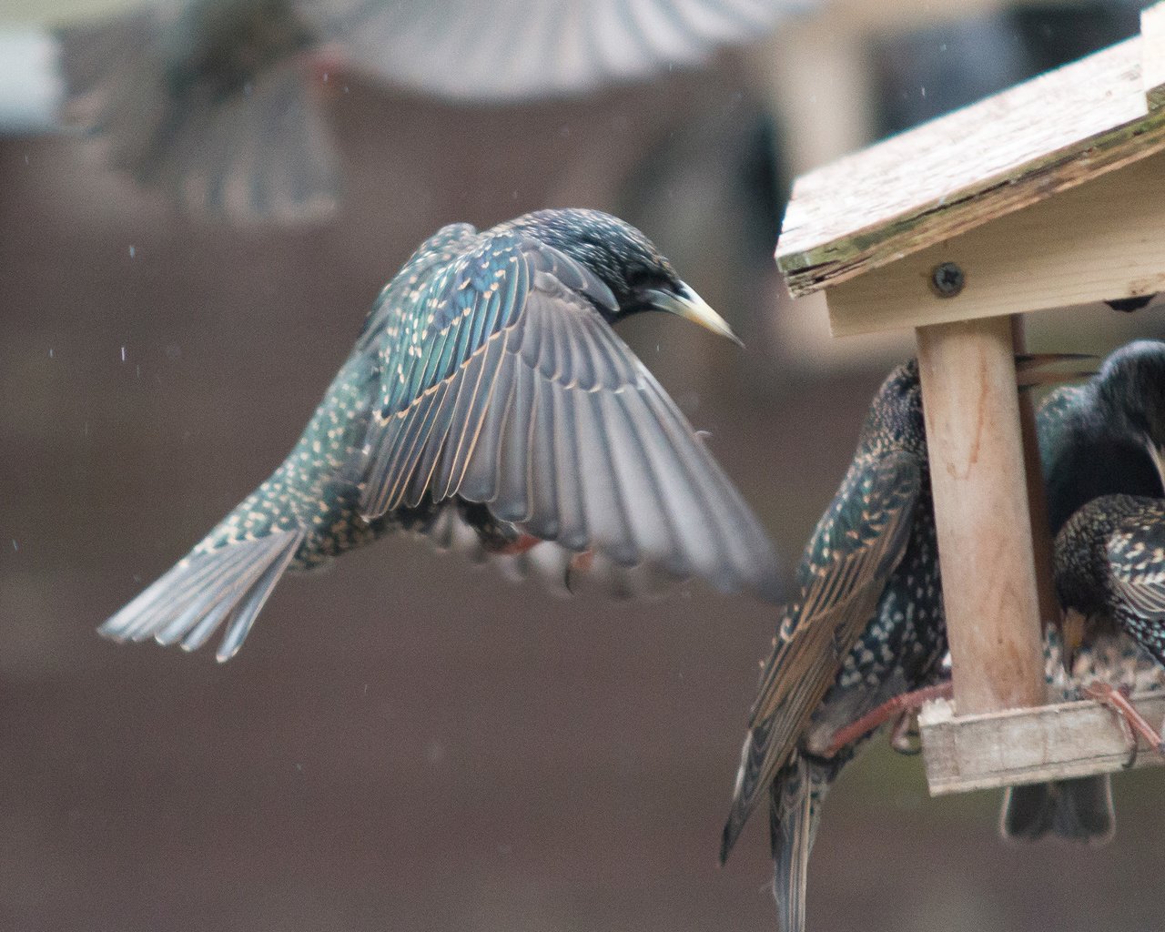 Обои крылья, птицы, клюв, перья, скворец, кормушка, wings, birds, beak, feathers, starling, feeder разрешение 2560x1440 Загрузить