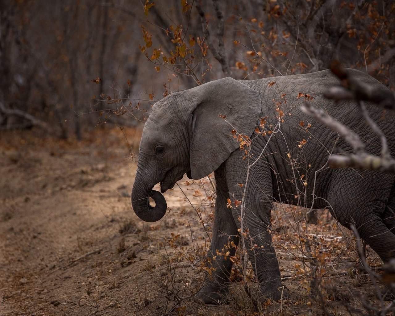 Обои природа, слон, хобот, слоненок, nature, elephant, trunk разрешение 2560x1600 Загрузить