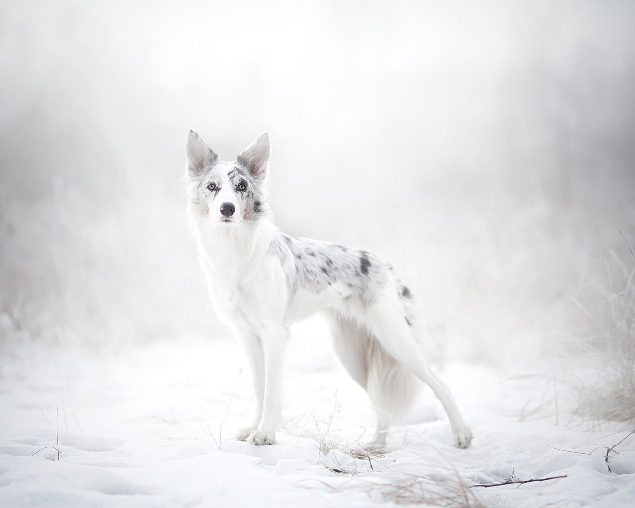 Обои снег, природа, зима, собака, австралийская овчарка, alicja zmysłowska, snow, nature, winter, dog, australian shepherd разрешение 2048x1365 Загрузить