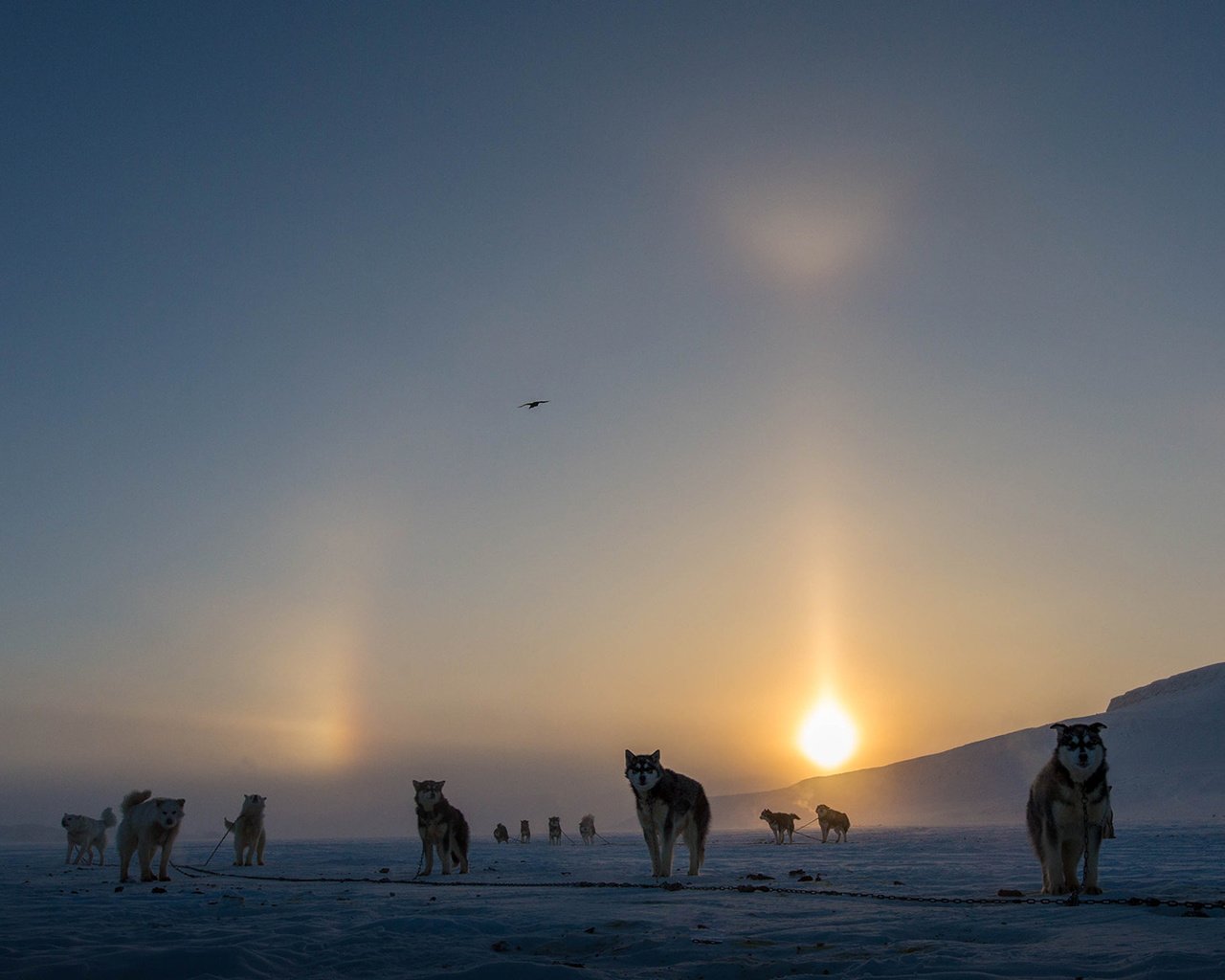 Обои солнце, снег, зима, туман, канада, собаки, аляскинский маламут, clare kines, the sun, snow, winter, fog, canada, dogs, alaskan malamute разрешение 1920x1080 Загрузить