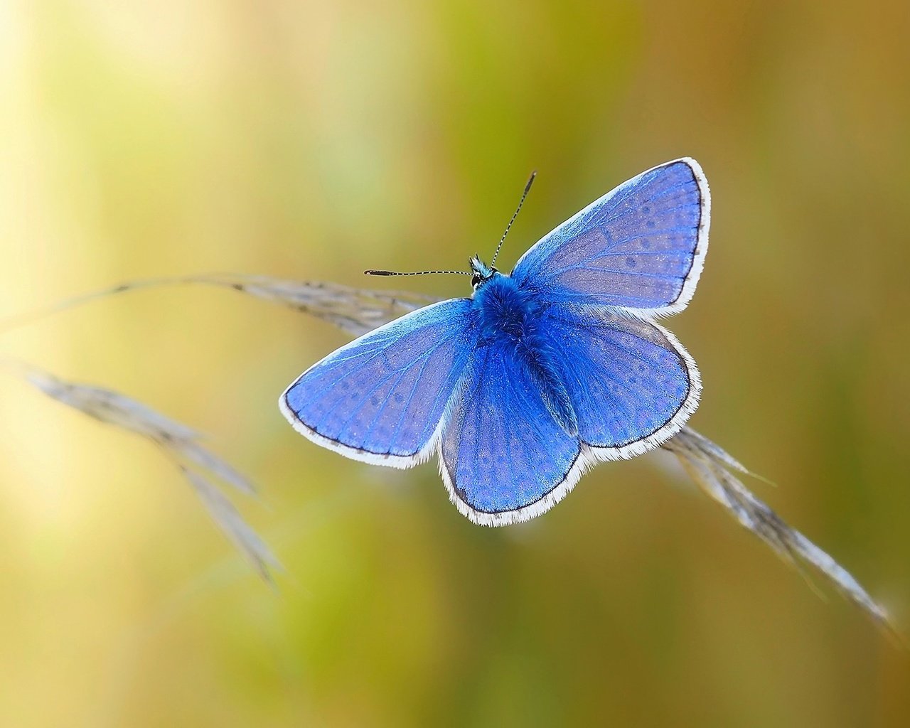 Обои природа, насекомое, бабочка, крылья, nature, insect, butterfly, wings разрешение 1920x1200 Загрузить