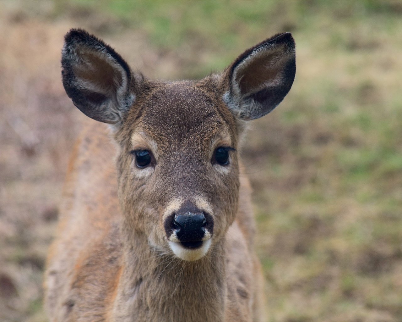 Обои морда, олень, взгляд, уши, face, deer, look, ears разрешение 4496x3000 Загрузить