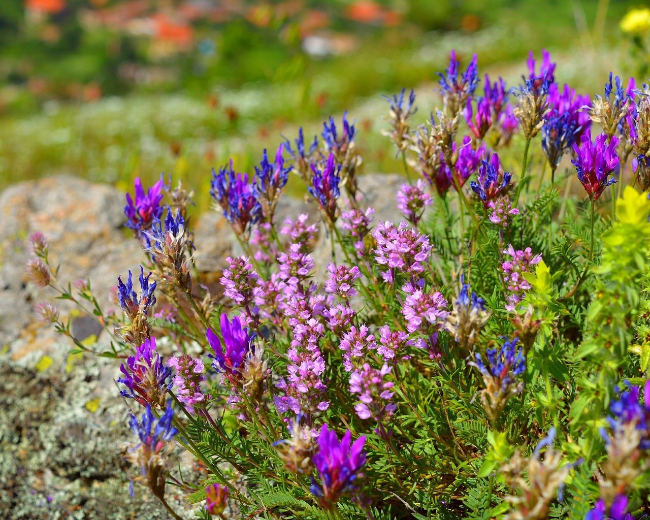 Обои цветы, цветение, весна, остролодочник, flowers, flowering, spring, oxytropis разрешение 3000x1920 Загрузить