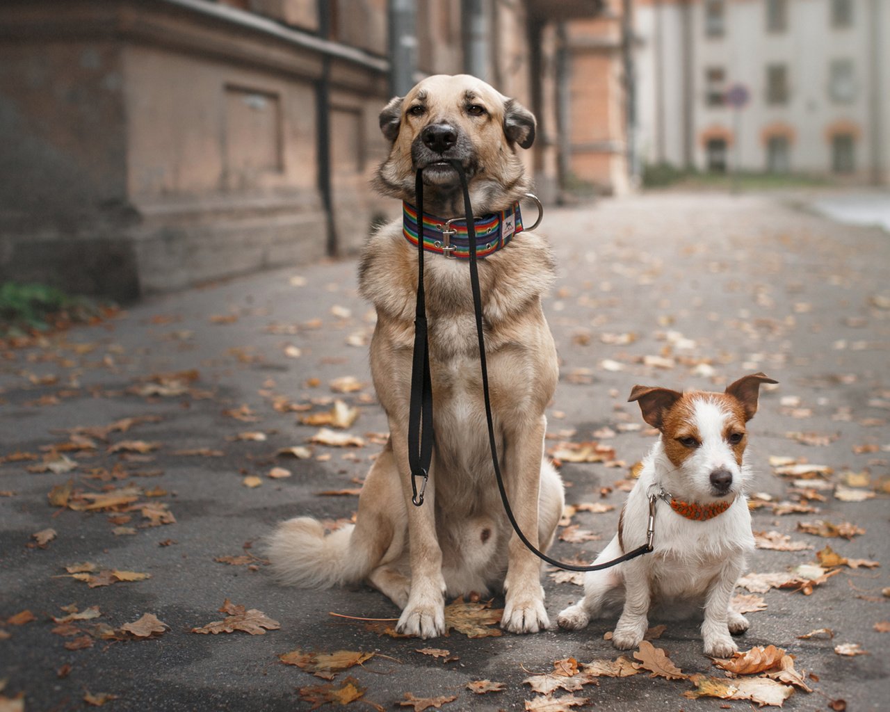 Обои прогулка, ошейник, собаки, поводок, осенние листья, walk, collar, dogs, leash, autumn leaves разрешение 1920x1200 Загрузить