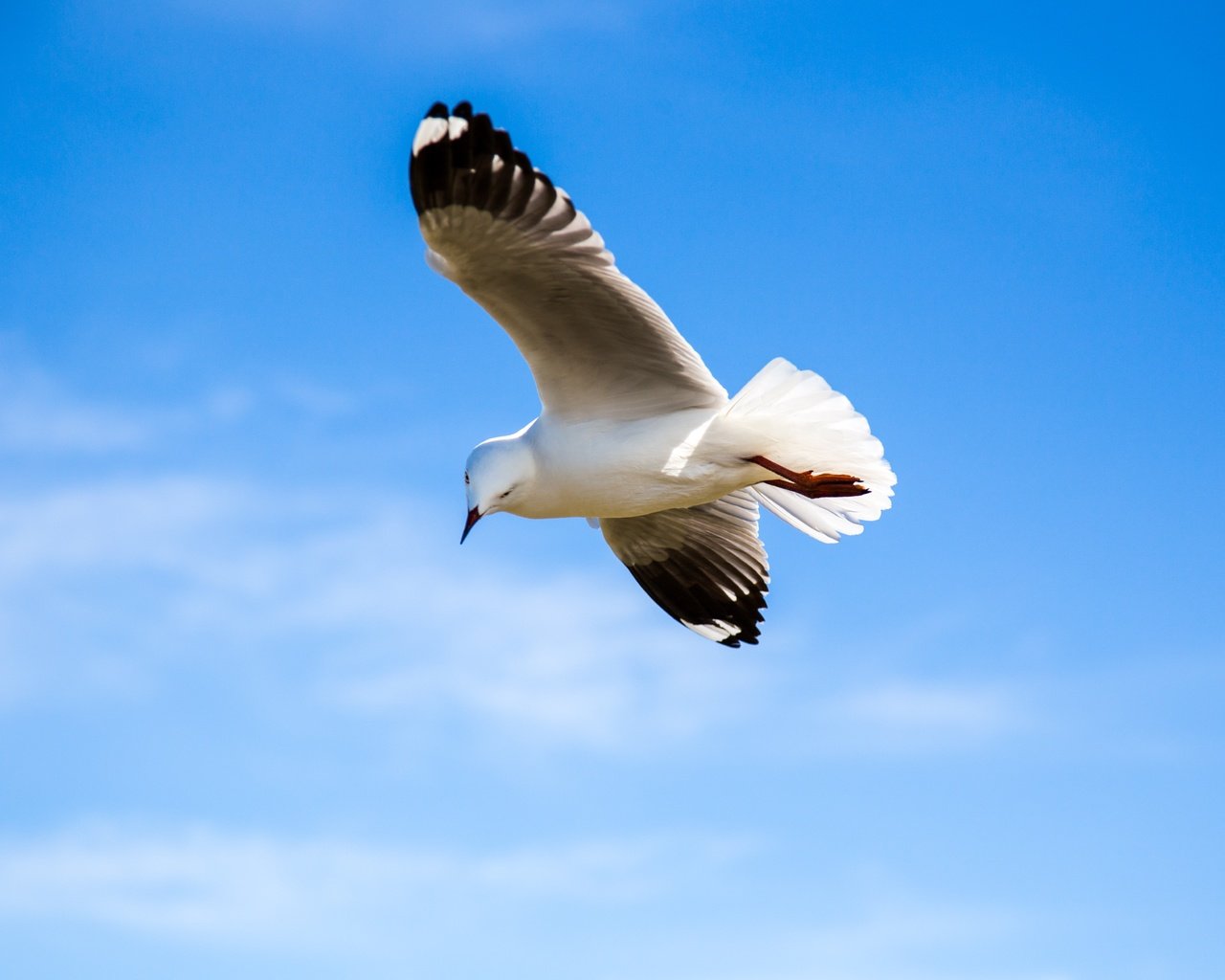 Обои небо, полет, крылья, чайка, птица, the sky, flight, wings, seagull, bird разрешение 5002x3334 Загрузить