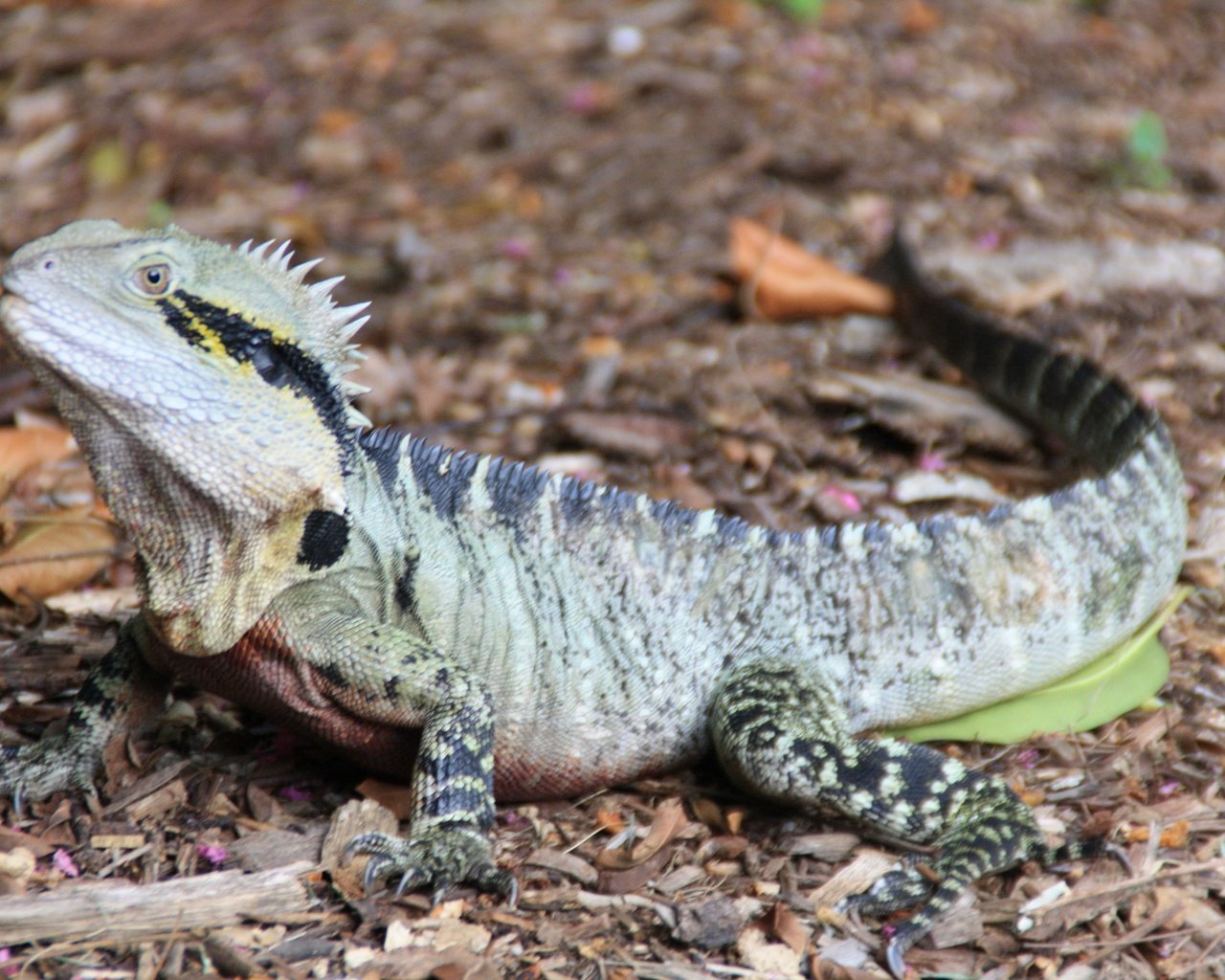 Обои ящерица, австралия, рептилия, игуана, lizard, australia, reptile, iguana разрешение 3888x2592 Загрузить
