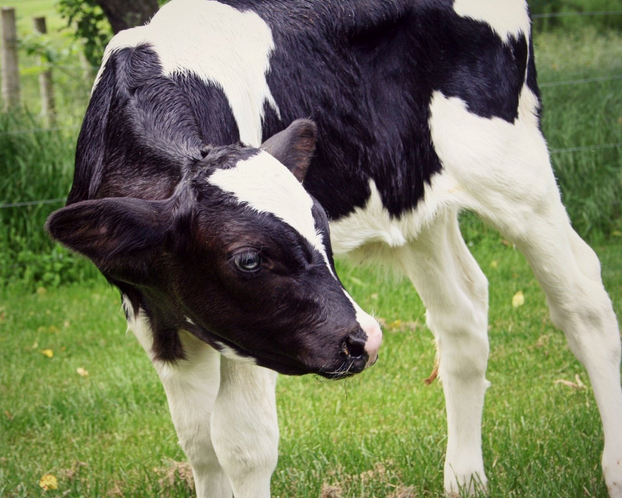 Обои трава, пастбище, животное, корова, телёнок, grass, pasture, animal, cow, calf разрешение 2844x2304 Загрузить