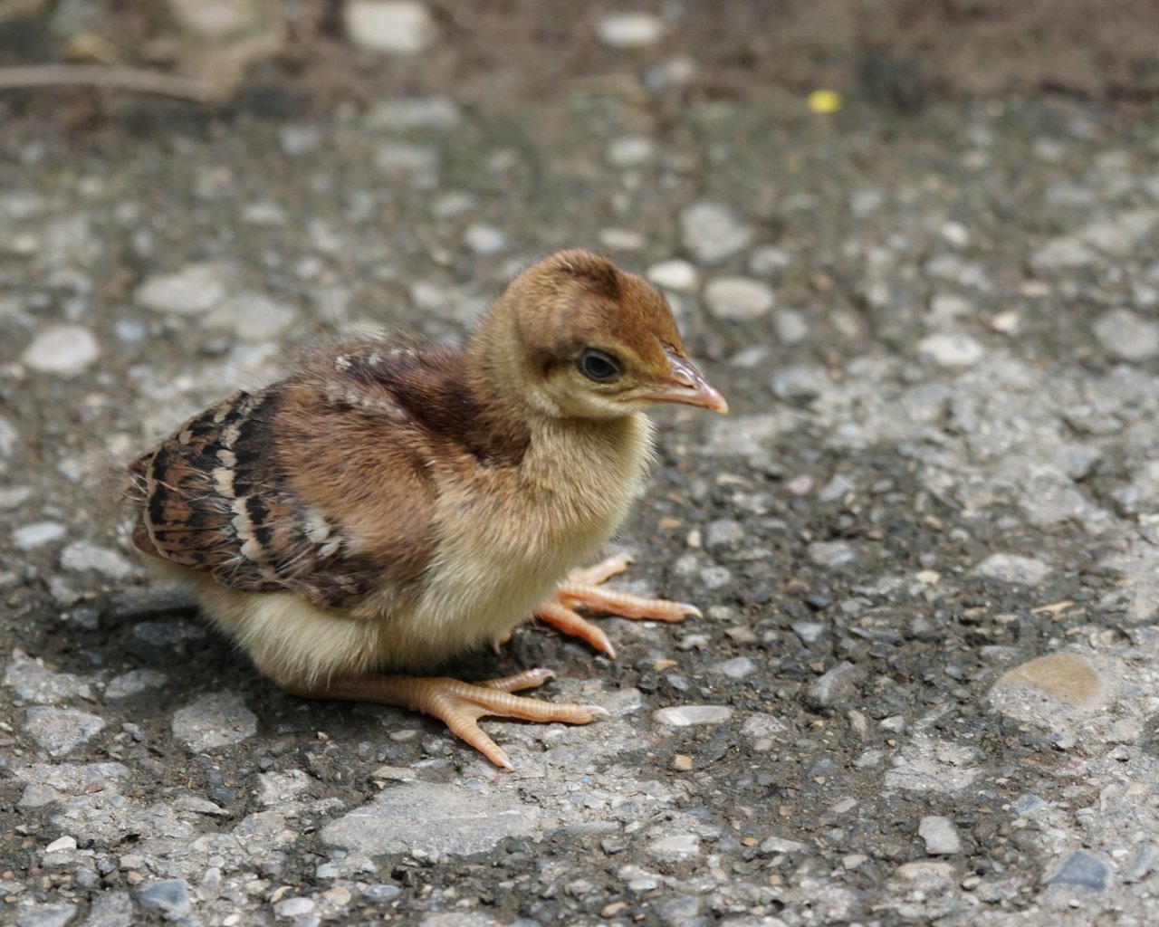 Обои птенец, chick разрешение 6000x4000 Загрузить