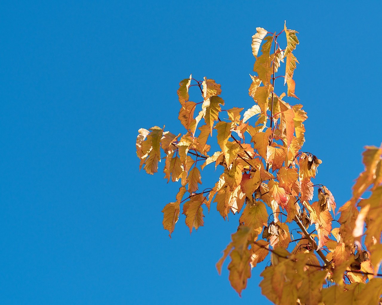 Обои небо, природа, дерево, листья, ветки, листва, осень, the sky, nature, tree, leaves, branches, foliage, autumn разрешение 4000x2667 Загрузить