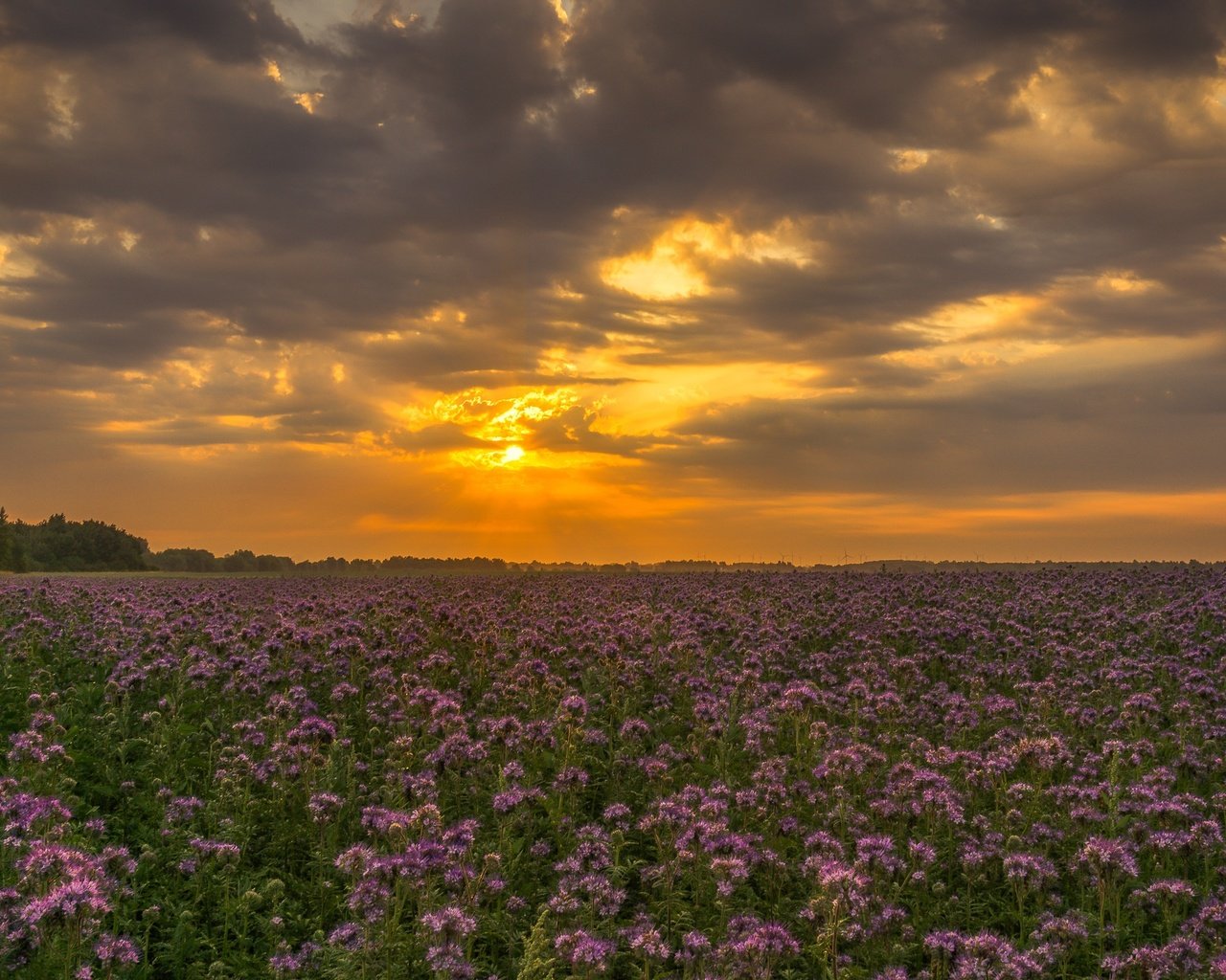 Обои небо, цветы, облака, закат, поле, полевые цветы, the sky, flowers, clouds, sunset, field, wildflowers разрешение 2126x1365 Загрузить