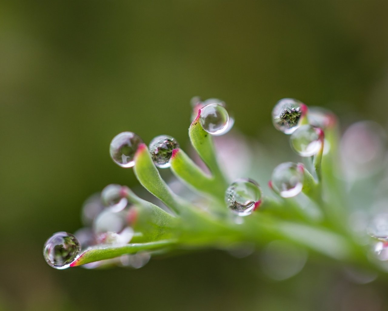 Обои природа, капли, блики, лист, размытость, растение, капельки росы, nature, drops, glare, sheet, blur, plant, drops of dew разрешение 1920x1200 Загрузить