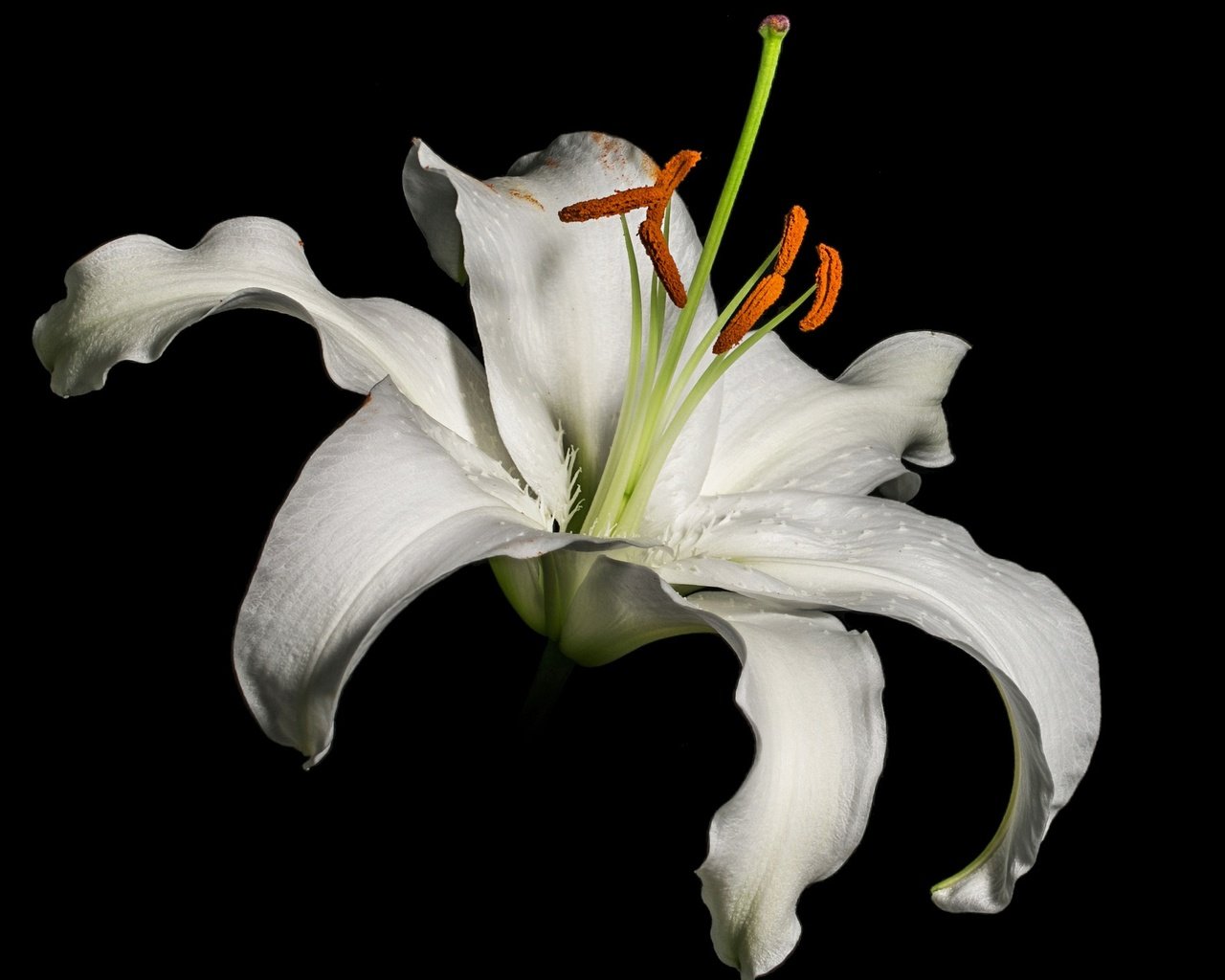 Обои макро, фон, лепестки, тычинки, лилия, черный фон, белая, macro, background, petals, stamens, lily, black background, white разрешение 2048x1449 Загрузить