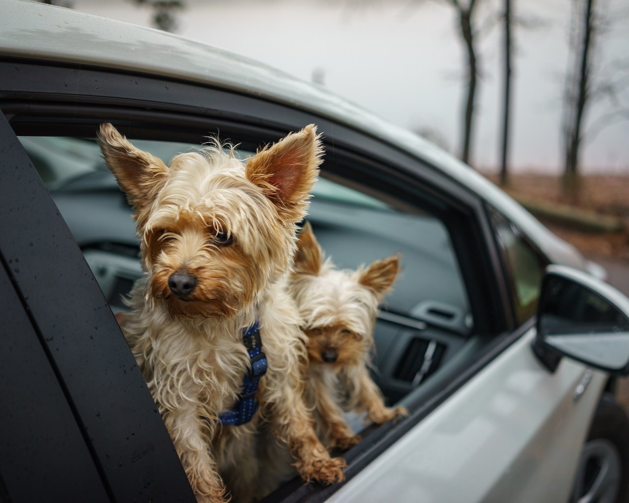 Обои машина, друзья, собаки, йоркширский терьер, machine, friends, dogs, yorkshire terrier разрешение 2048x1367 Загрузить