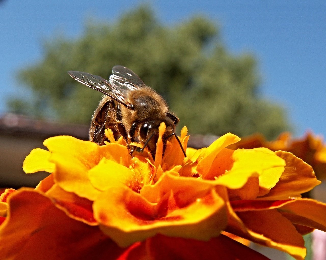 Обои небо, дерево, насекомое, цветок, пчела, the sky, tree, insect, flower, bee разрешение 2272x1704 Загрузить