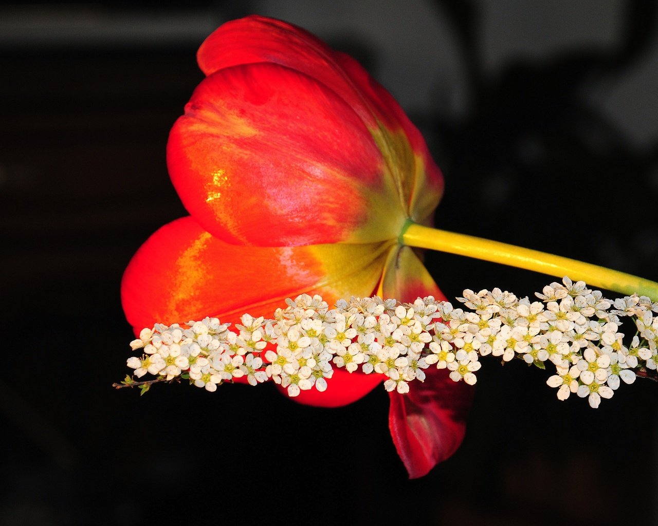 Обои цветение, цветок, красный, весна, тюльпан, flowering, flower, red, spring, tulip разрешение 4288x2848 Загрузить