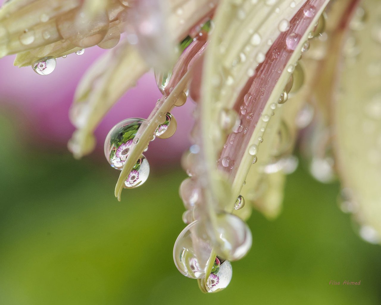 Обои макро, цветок, капли, лепестки, macro, flower, drops, petals разрешение 1920x1200 Загрузить