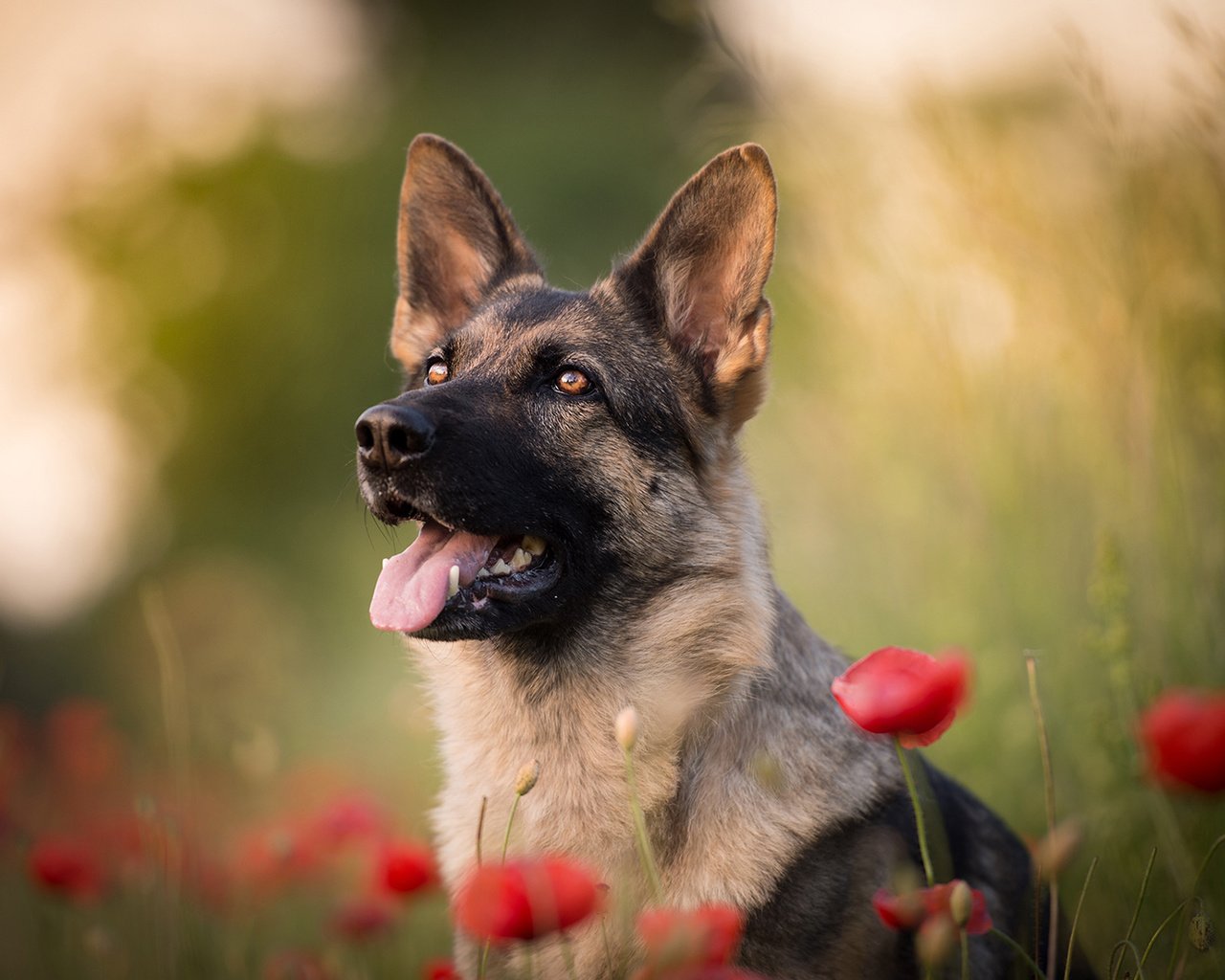 Обои цветы, собака, маки, язык, немецкая овчарка, flowers, dog, maki, language, german shepherd разрешение 1920x1200 Загрузить