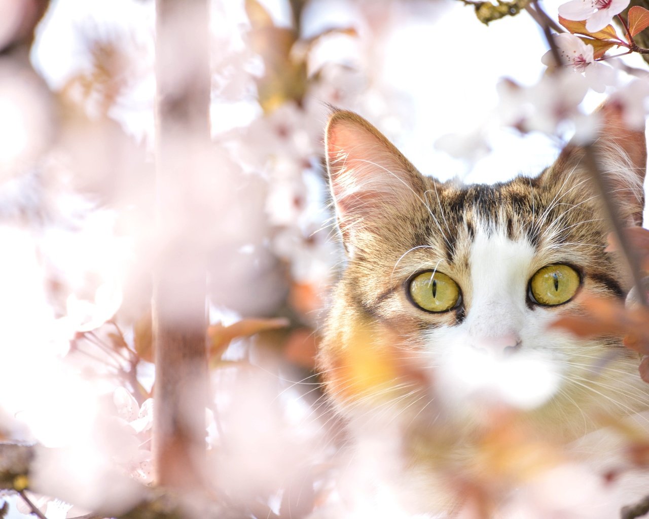 Обои глаза, дерево, кот, мордочка, усы, кошка, взгляд, весна, вишня, cherry, eyes, tree, cat, muzzle, mustache, look, spring разрешение 3600x2400 Загрузить