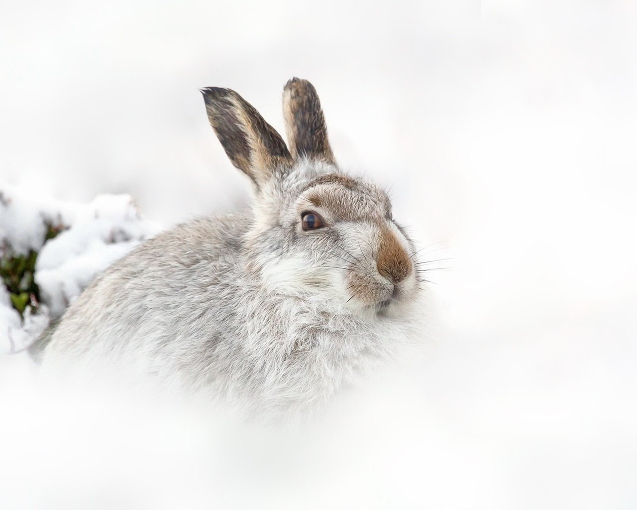 Обои снег, природа, зима, фон, заяц, snow, nature, winter, background, hare разрешение 1920x1200 Загрузить