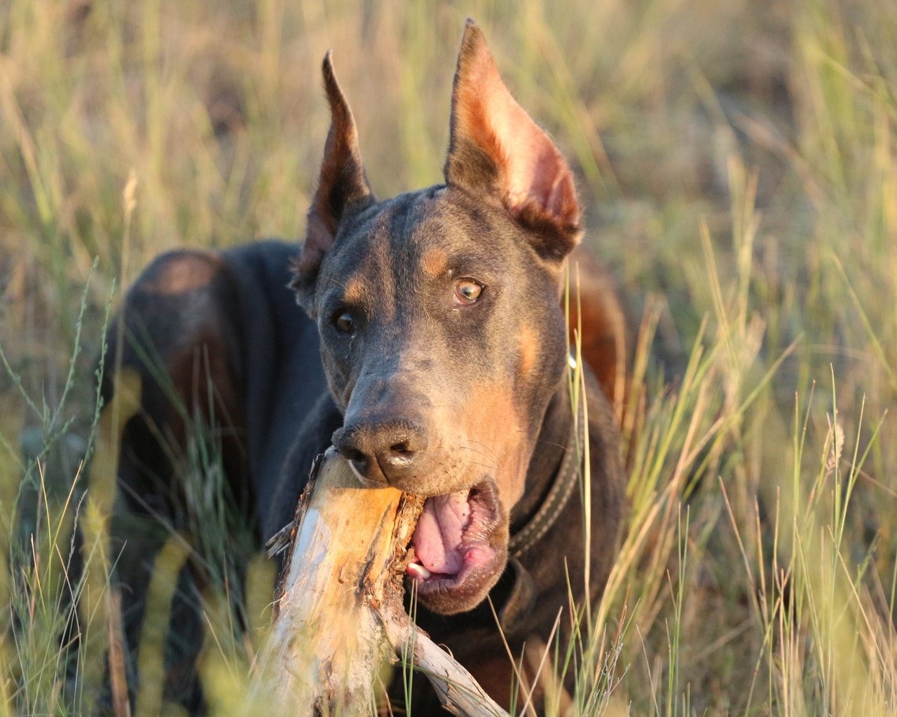 Обои собака, травка, друг, бревно, доберман, dog, weed, each, log, doberman разрешение 1920x1280 Загрузить