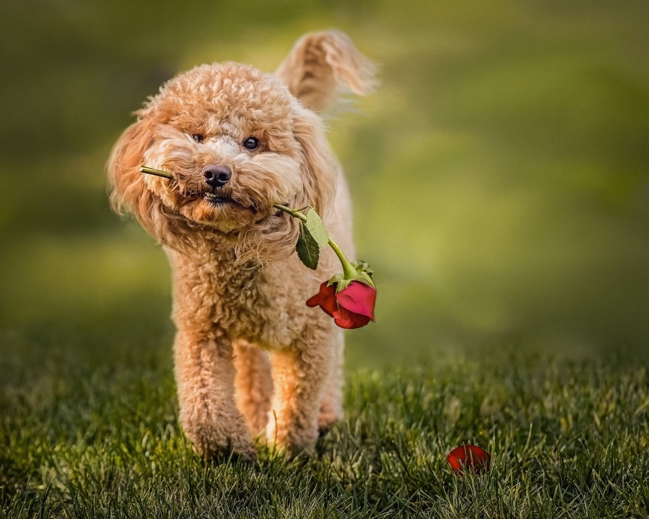 Обои трава, цветок, роза, собака, животное, пес, пудель, grass, flower, rose, dog, animal, poodle разрешение 2048x1583 Загрузить