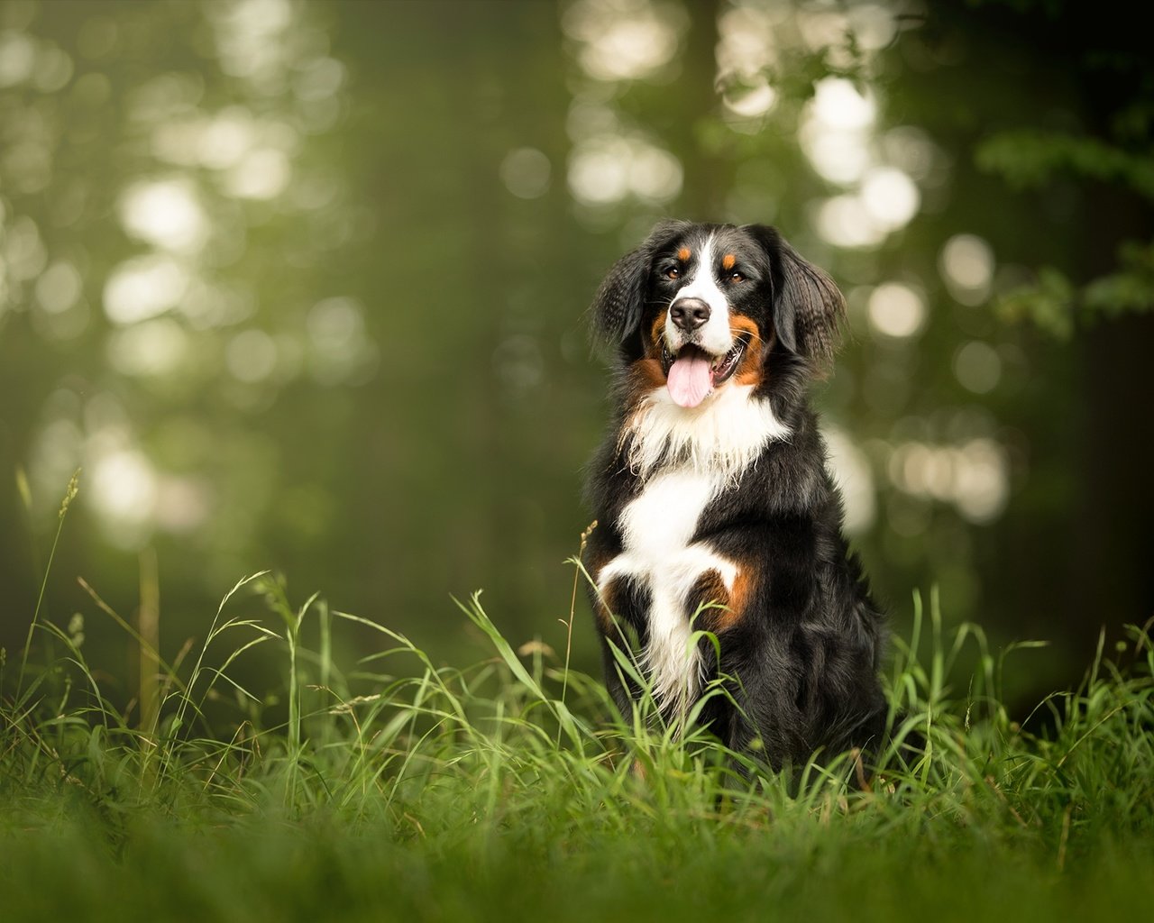 Обои морда, трава, взгляд, собака, язык, бернский зенненхунд, face, grass, look, dog, language, bernese mountain dog разрешение 2048x1326 Загрузить