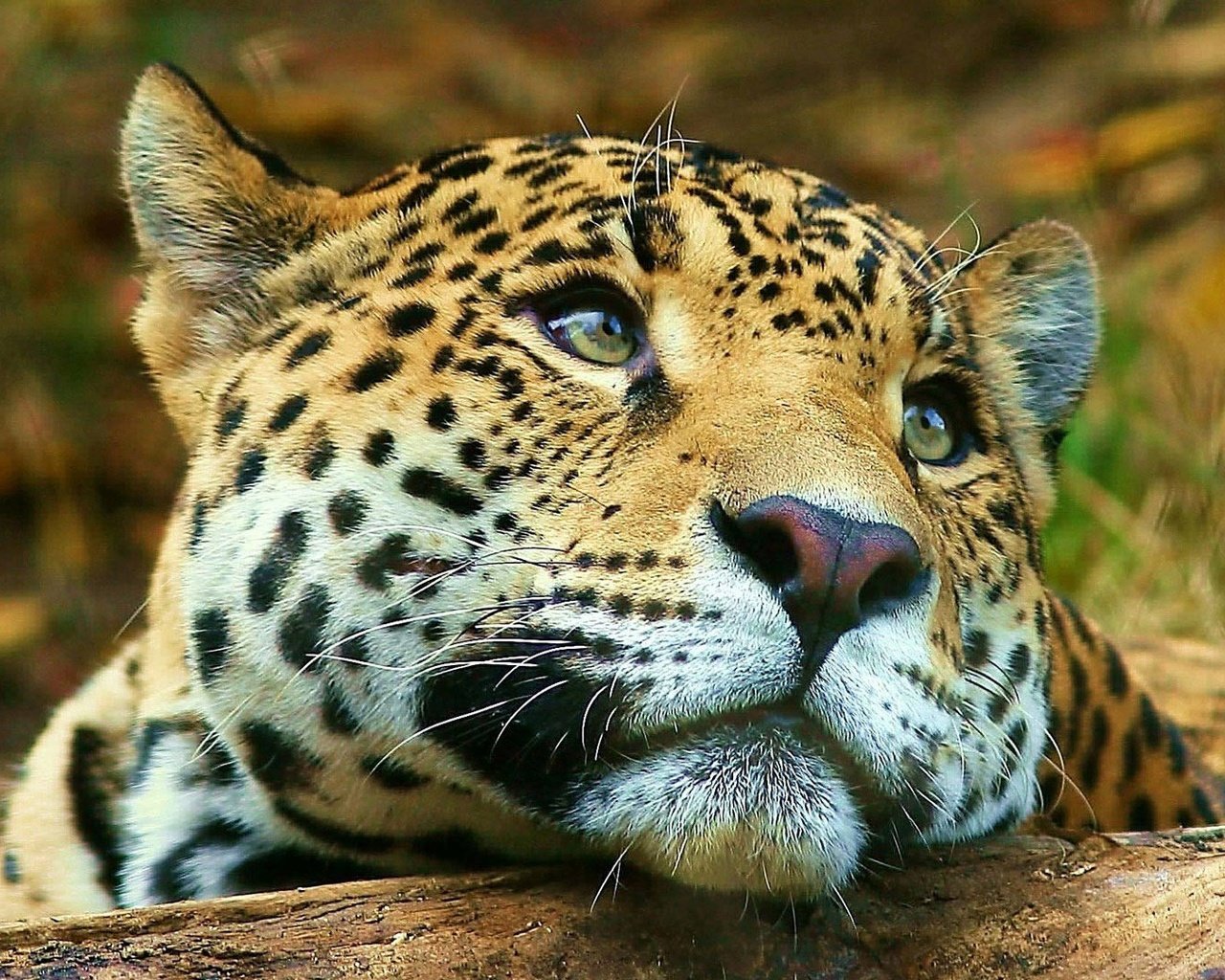 Обои морда, животные, взгляд, леопард, большая кошка, face, animals, look, leopard, big cat разрешение 1920x1080 Загрузить