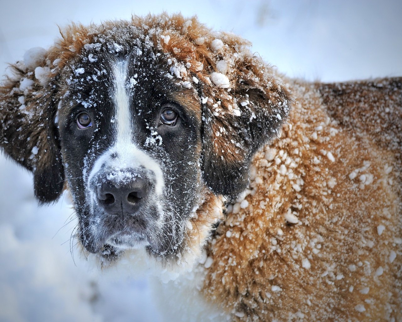 Обои морда, снег, зима, взгляд, собака, сенбернар, face, snow, winter, look, dog, st. bernard разрешение 3336x2222 Загрузить