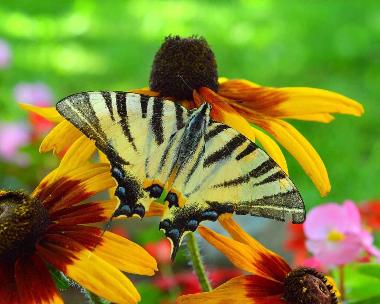 Обои цветы, насекомое, бабочка, крылья, рудбекия, flowers, insect, butterfly, wings, rudbeckia разрешение 3002x1791 Загрузить