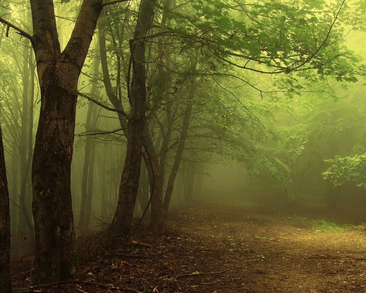 Обои свет, деревья, лес, туман, дорожка, ветки, дымка, чаща, light, trees, forest, fog, track, branches, haze, thicket разрешение 1920x1080 Загрузить