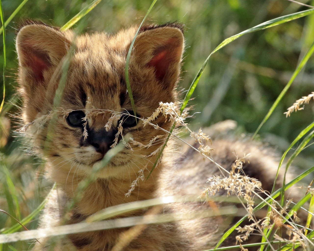 Обои трава, мордочка, взгляд, хищник, малыш, дикая кошка, сервал, grass, muzzle, look, predator, baby, wild cat, serval разрешение 3128x1848 Загрузить