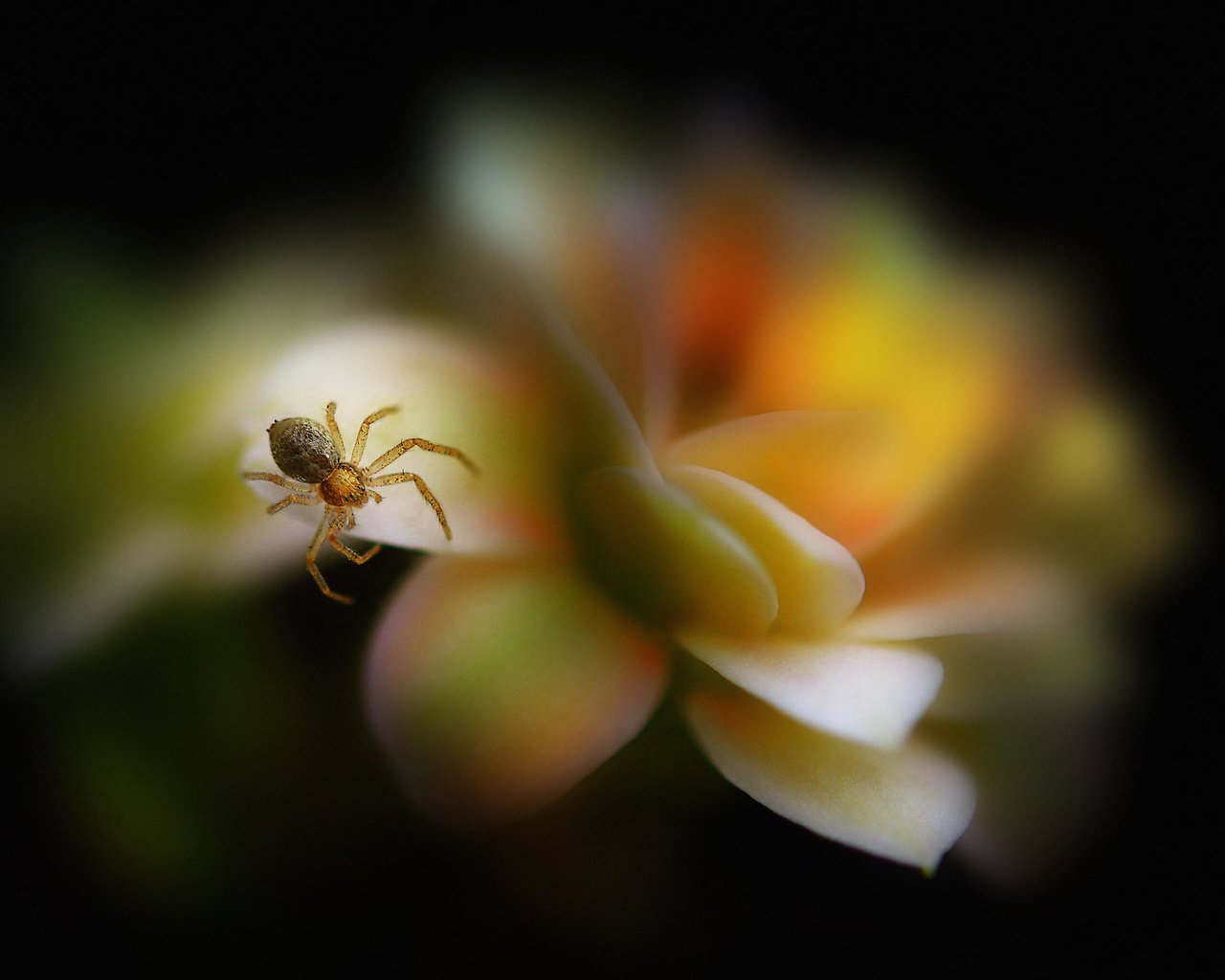 Обои макро, насекомое, цветок, лепестки, размытость, паук, паучок, antonio amati, macro, insect, flower, petals, blur, spider разрешение 2048x1556 Загрузить