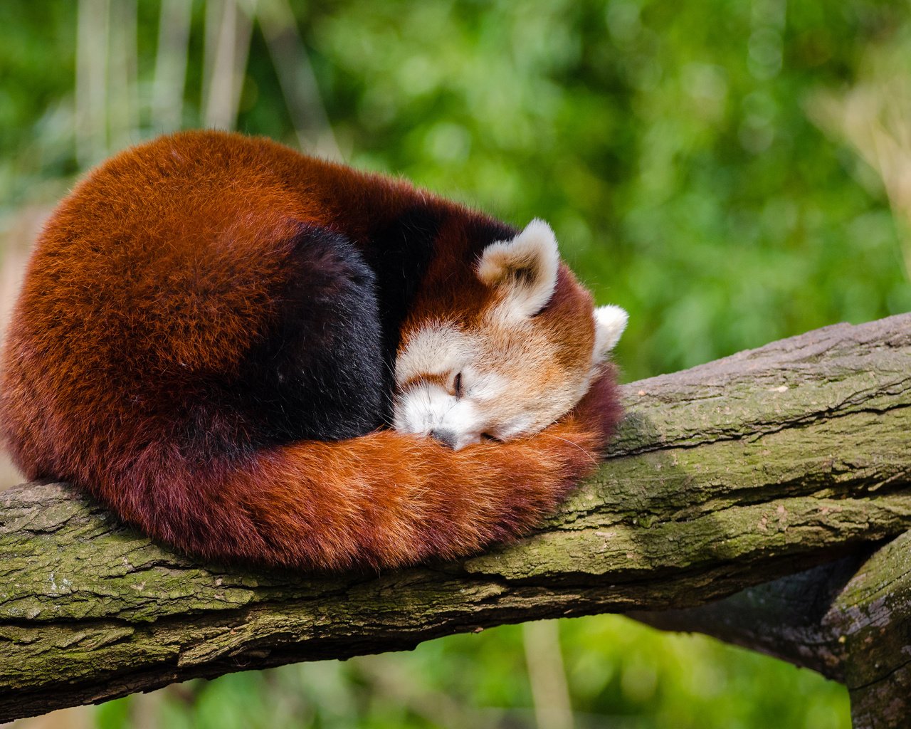 Обои дерево, панда, сон, ствол, красная панда, малая панда, tree, panda, sleep, trunk, red panda разрешение 4000x2649 Загрузить