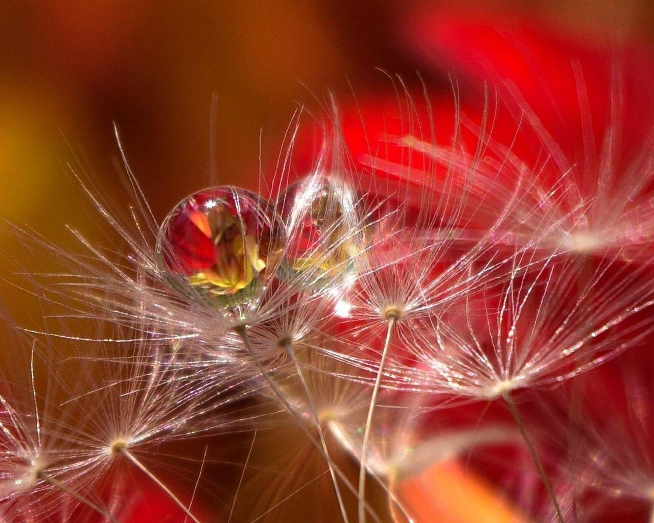 Обои капли, размытость, семена, пух, пушинки, былинки, aylin in the dropland, drops, blur, seeds, fluff, fuzzes, blade разрешение 2026x1080 Загрузить