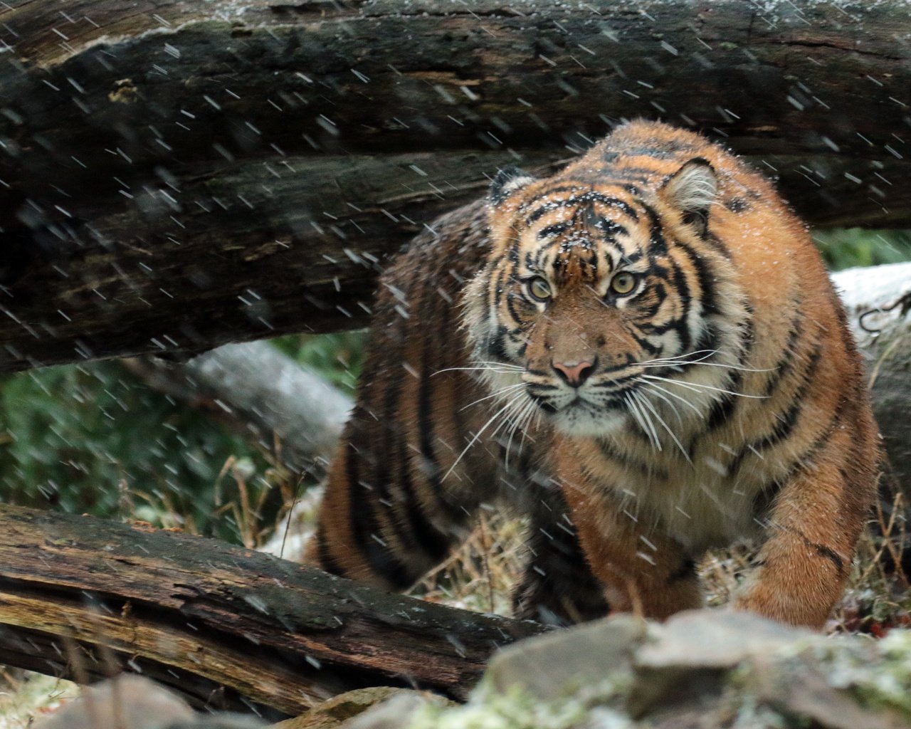 Обои тигр, морда, взгляд, хищник, дикая кошка, суматранский, tiger, face, look, predator, wild cat, sumatran разрешение 4328x2816 Загрузить