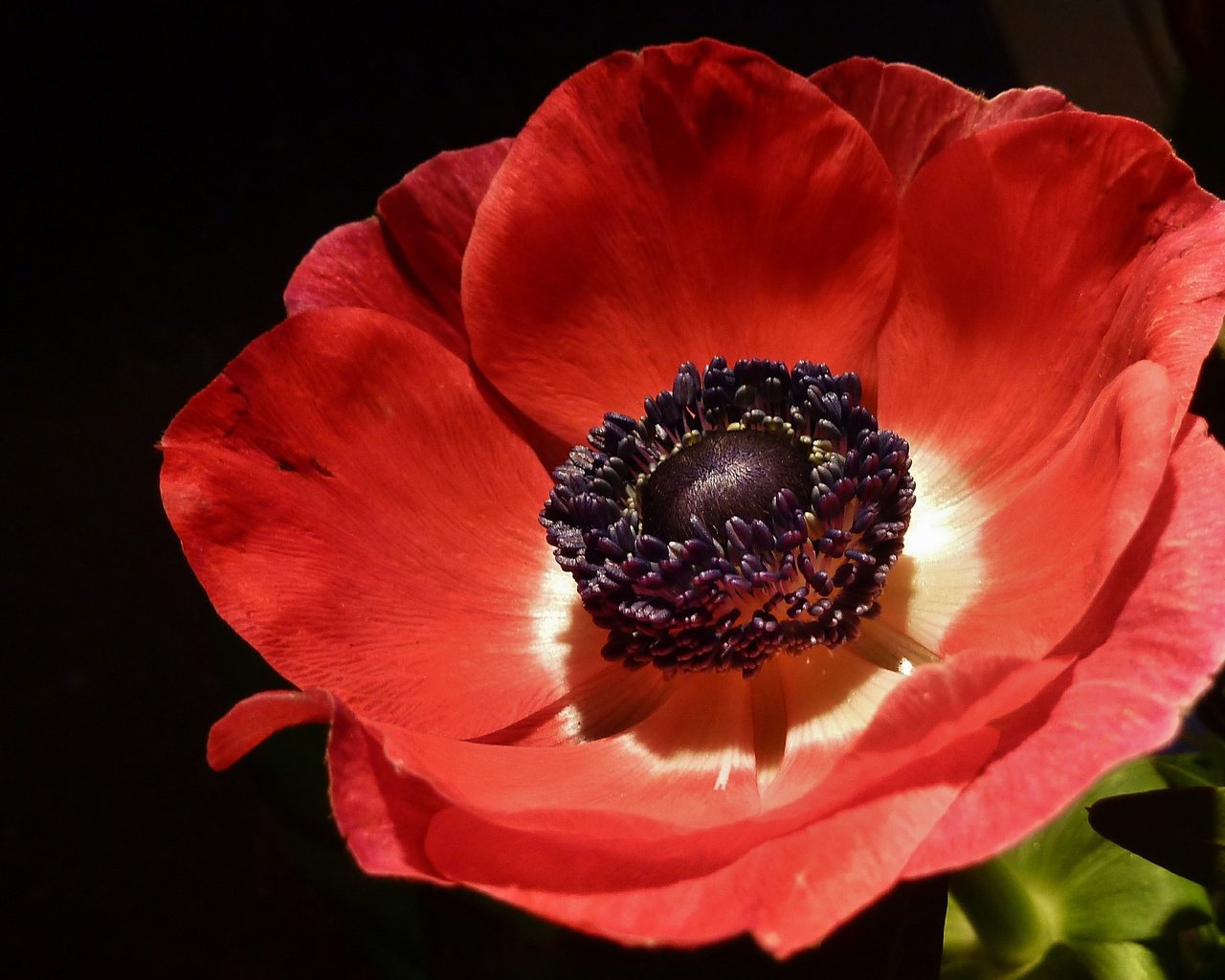 Обои макро, цветок, лепестки, мак, черный фон, красный мак, macro, flower, petals, mac, black background, red poppy разрешение 2879x2088 Загрузить