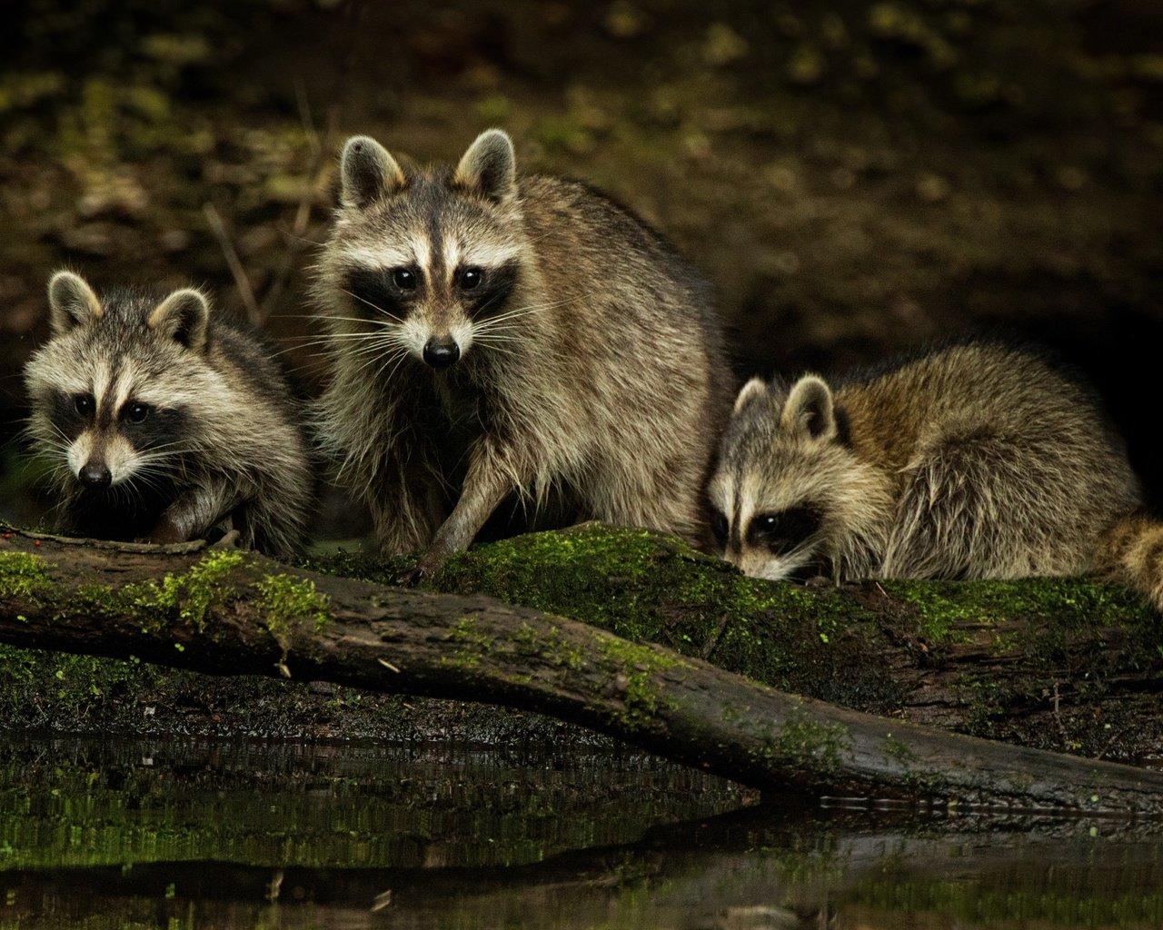 Обои природа, взгляд, семья, еноты, мордочки, nature, look, family, raccoons, faces разрешение 4934x3289 Загрузить