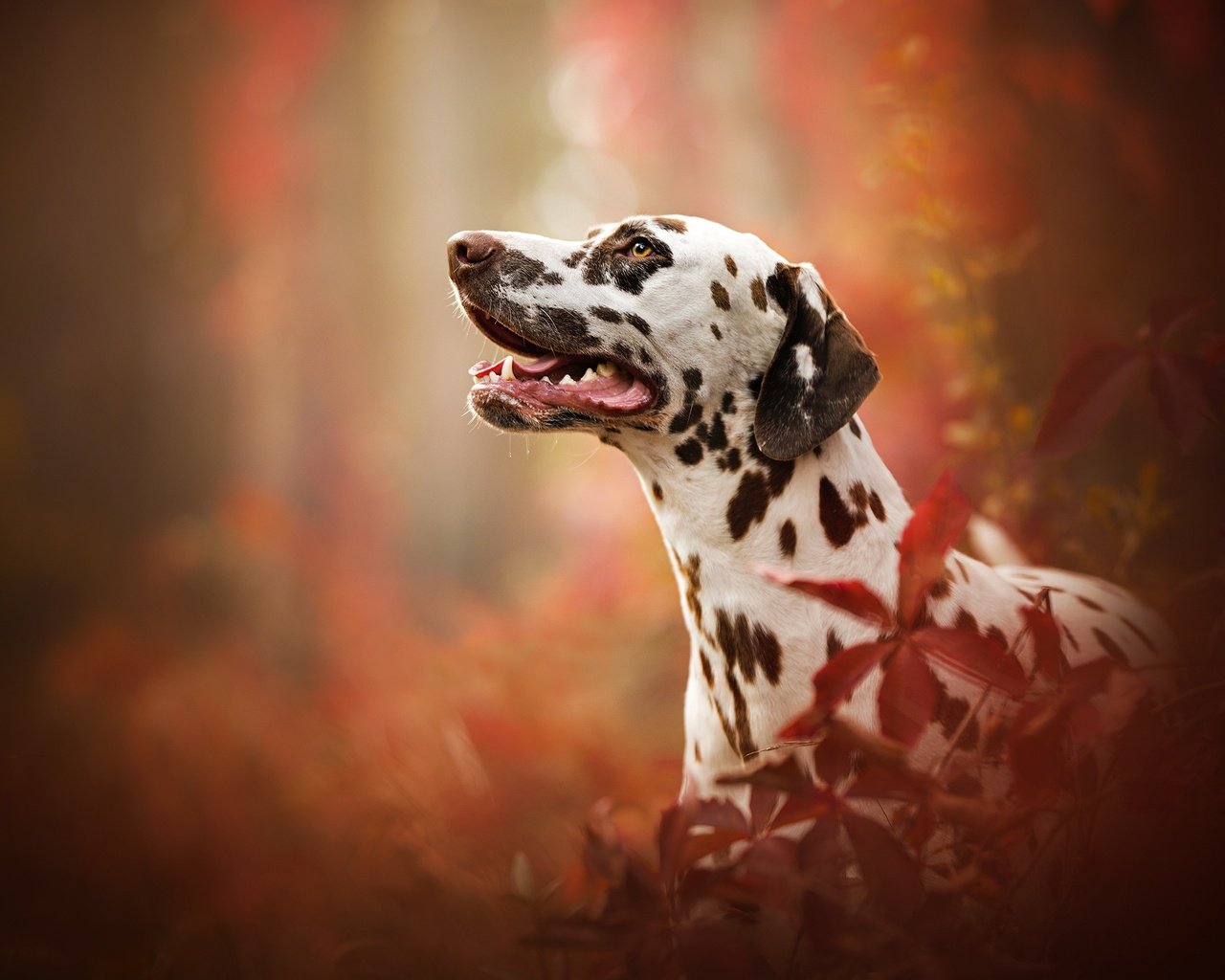 Обои портрет, собака, профиль, далматин, боке, portrait, dog, profile, dalmatian, bokeh разрешение 2048x1366 Загрузить
