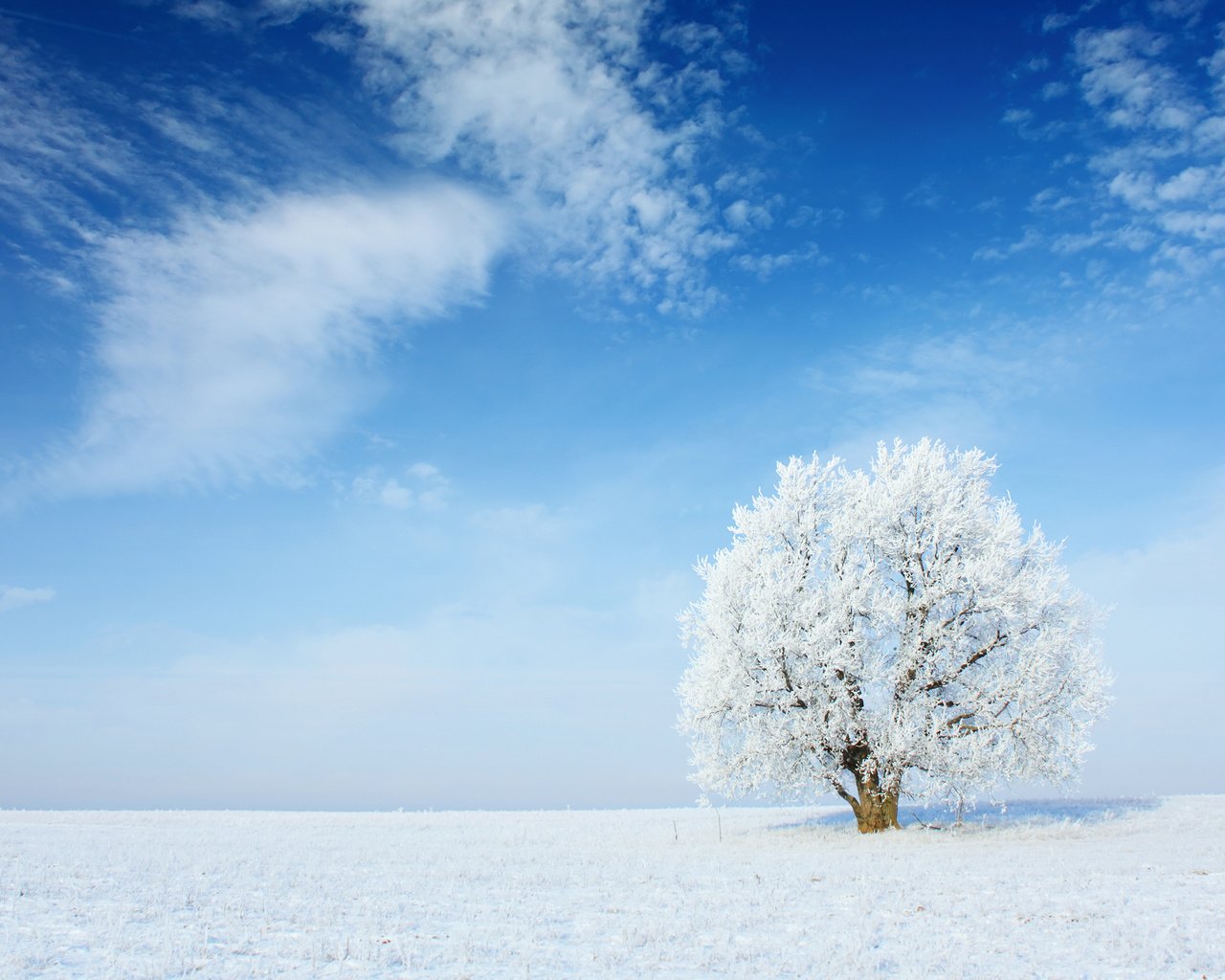 Обои небо, облака, снег, природа, дерево, зима, пейзаж, иней, the sky, clouds, snow, nature, tree, winter, landscape, frost разрешение 2880x1800 Загрузить