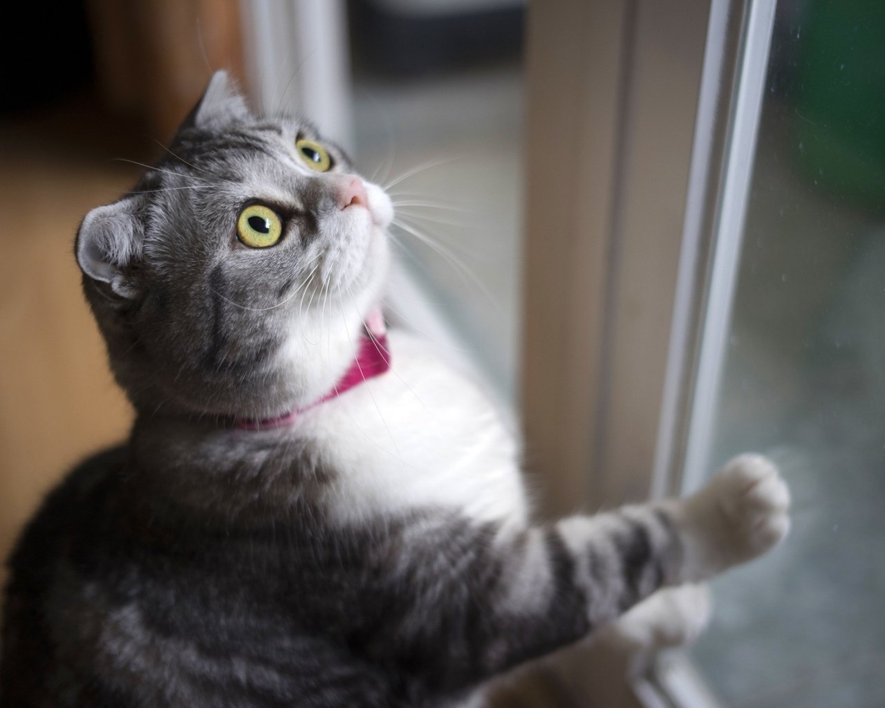 Обои кот, мордочка, усы, кошка, взгляд, окно, вислоухая, cat, muzzle, mustache, look, window, fold разрешение 2880x1800 Загрузить