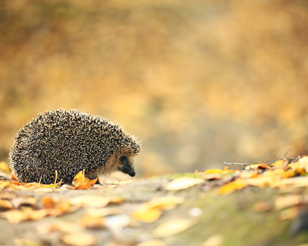 Обои листья, осень, ежик, еж, leaves, autumn, hedgehog разрешение 1920x1200 Загрузить