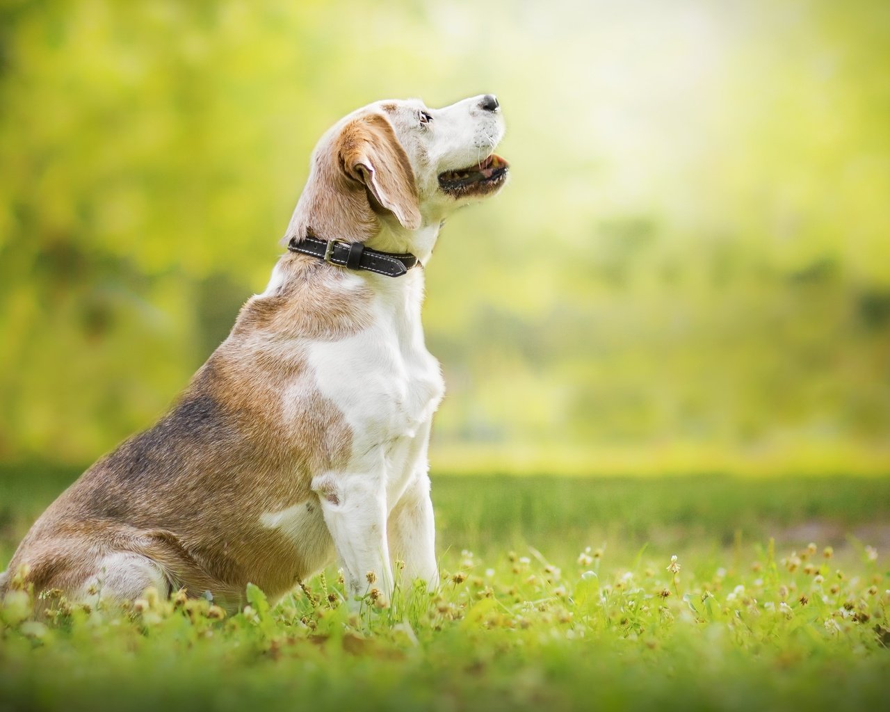 Обои природа, собака, луг, профиль, ошейник, бигль, nature, dog, meadow, profile, collar, beagle разрешение 2560x1706 Загрузить